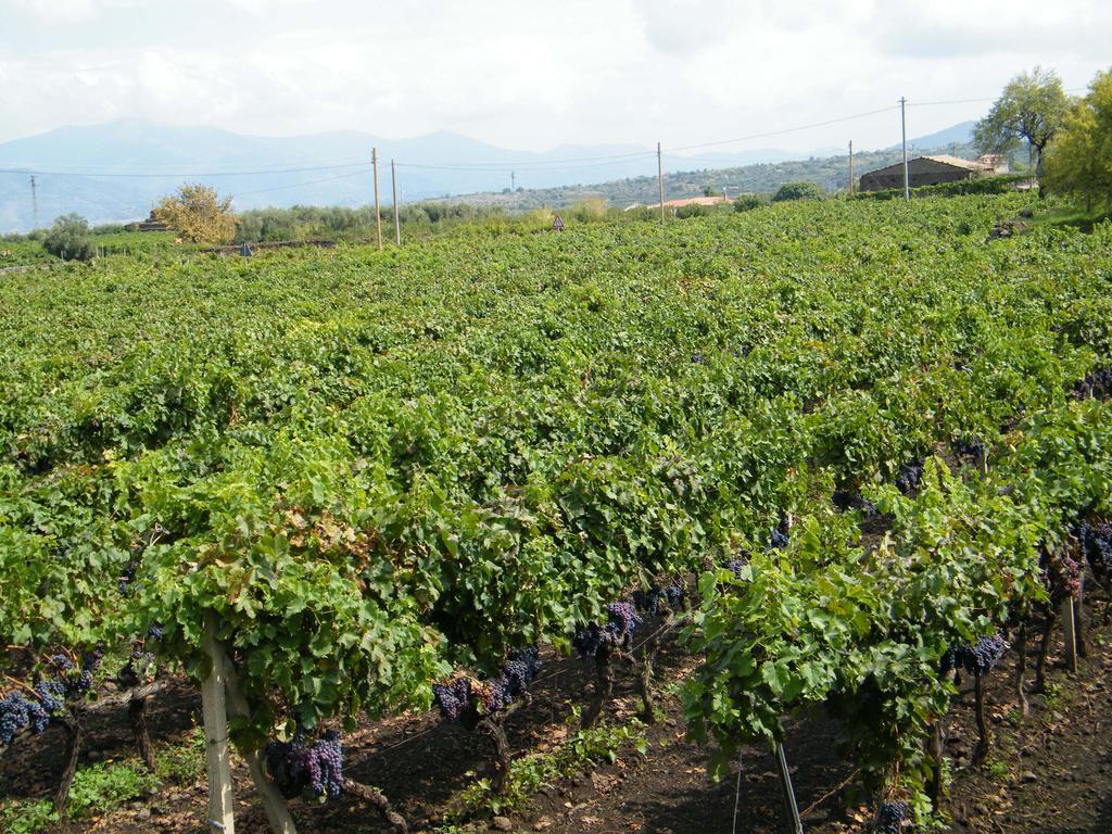 Etna Wine Azienda Agrituristica Passopisciaro Dış mekan fotoğraf